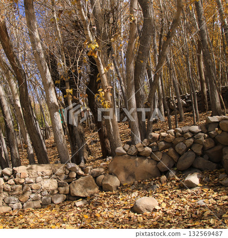 Stone wall and autumn forest in Leh, India. Stone wall and autumn forest in Leh, India. 132569487