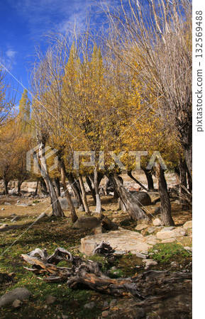 Golden forest in Leh, India. Golden forest in Leh, India. 132569488