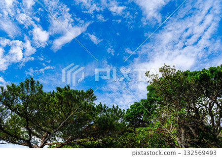 石垣島上的熱帶景觀 132569493