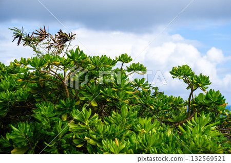 石垣島上的熱帶景觀 132569521