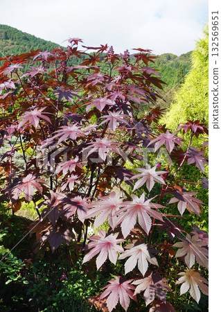 Red castor bean leaves Red castor bean leaves 132569651