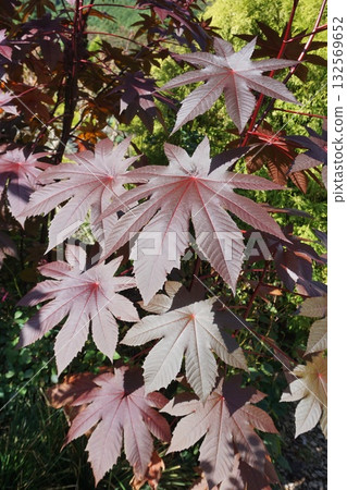 Red castor bean leaves Red castor bean leaves 132569652