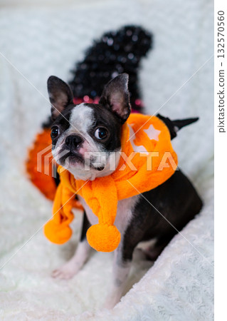 萬聖節裝扮的波士頓梗犬 132570560