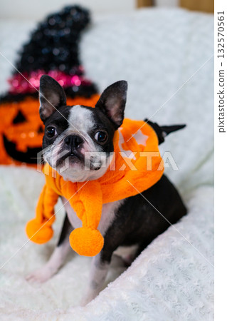 萬聖節裝扮的波士頓梗犬 132570561