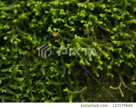 Fresh moss spreading across the rock face - Natural textures and healing (Akame Shijuhachi Falls) Fresh moss spreading across the rock face - Natural textures and healing (Akame Shijuhachi Falls) 132570666