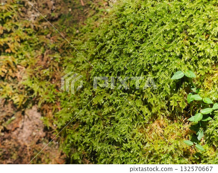 A green carpet spreads across the moss-covered rock face - a soothing natural landscape (Akame Shijuhachi Falls) A green carpet spreads across the moss-covered rock face - a soothing natural landscape (Akame Shijuhachi Falls) 132570667
