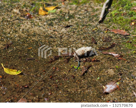 A juvenile Japanese grass lizard walking on damp ground (Akame Shijuhachitaki) A juvenile Japanese grass lizard walking on damp ground (Akame Shijuhachitaki) 132570670