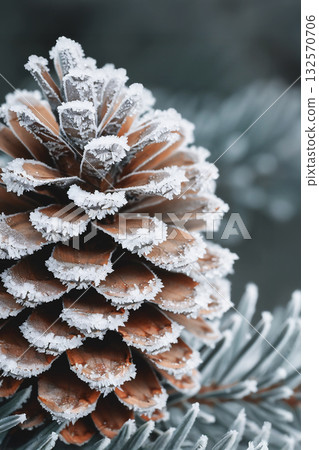 Frosted pine cone on evergreen branch with winter backdrop and copy space for design Frosted pine cone on evergreen branch with winter backdrop and copy space for design 132570706