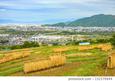 The scenery of rice racks and the Zenkoji Plain below [Obasute Rice Terraces] 132570844