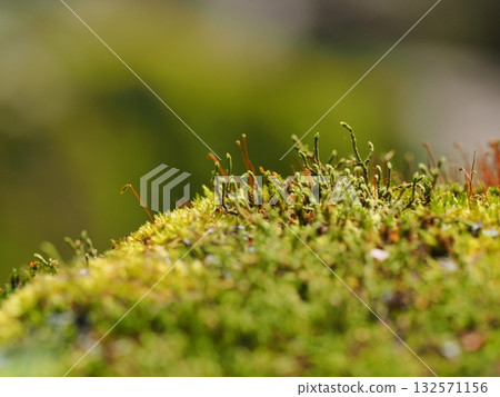 苔蘚孢子體和清新的綠色模糊背景—一個微小的自然世界 132571156