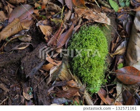 Round clumps of moss growing among fallen leaves Round clumps of moss growing among fallen leaves 132571161