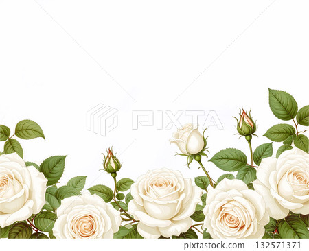 白色玫瑰花背景素材 白色玫瑰花背景素材 132571371