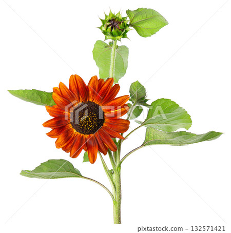 Red sunflower with green leaves, isolated on white background. Decorative sunflower flower. Clipping path. Red sunflower with green leaves, isolated on white background. Decorative sunflower flower. Clipping path. 132571421