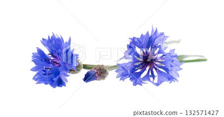 Blue Cornflower isolated on white background. Centaurea cyanus or bachelor's button flowers. 132571427
