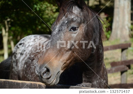 Close-up of a horse's face 132571437