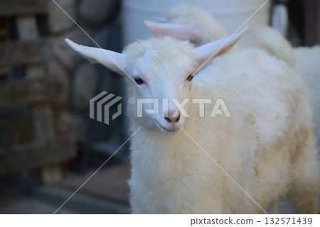 Close-up of a baby goat Close-up of a baby goat 132571439