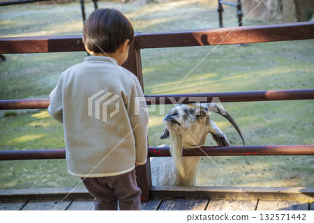 Back view of a boy looking at a goat Back view of a boy looking at a goat 132571442