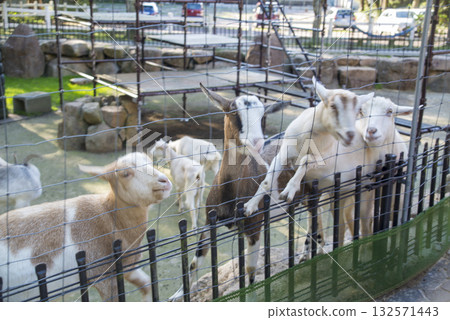 Many goats wanting food Many goats wanting food 132571443