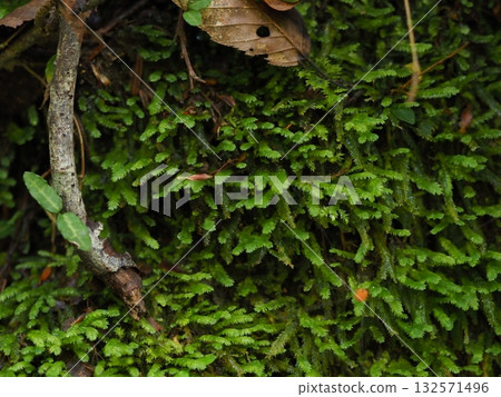 Close-up of moss and fallen leaves growing on a damp rock surface Close-up of moss and fallen leaves growing on a damp rock surface 132571496