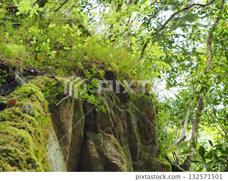 A forest of greenery and sunlight filtering through the trees on a mossy rock wall A forest of greenery and sunlight filtering through the trees on a mossy rock wall 132571501