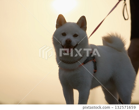Shiba Inu's portrait 132571659