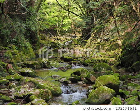 A clear stream in a mossy valley surrounded by fresh greenery A clear stream in a mossy valley surrounded by fresh greenery 132571681