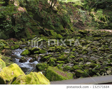 A clear stream flowing over mossy rocks and the silence of the forest A clear stream flowing over mossy rocks and the silence of the forest 132571684