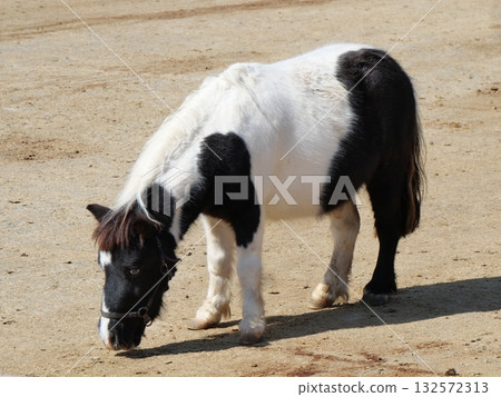 Shetland pony cute 132572313