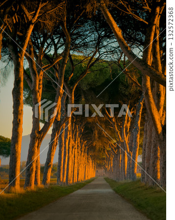 Golden hour tree lined path bathed in warm sunset light along a tranquil rural avenue Golden hour tree lined path bathed in warm sunset light along a tranquil rural avenue 132572368