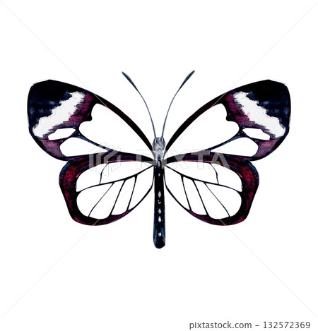 Elegant butterfly with transparent wings, black and violet details. Hand-painted watercolor illustration isolated on white. Perfect for nature designs, stationery, patterns, and botanical projects Elegant butterfly with transparent wings, black and violet details. Hand-painted watercolor illustration isolated on white. Perfect for nature designs, stationery, patterns, and botanical projects 132572369