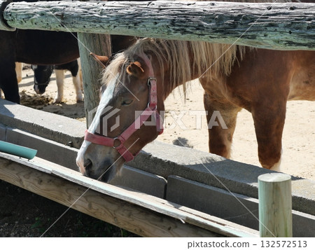 Horse eating rice 132572513