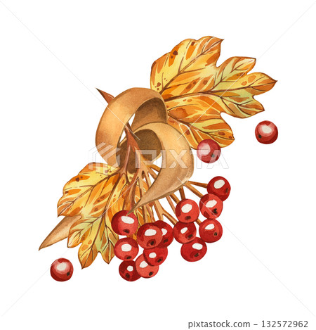 Autumn composition of viburnum berries, autumn yellow leaves and ribbon, all objects are hand-painted with watercolor. Watercolor illustration is perfect for Thanksgiving, card design, invitations. 132572962