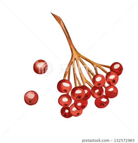 A branch of red viburnum berries, individual ripe berries, all objects are hand-painted with watercolor. Watercolor illustration is perfect for printing on paper, product packaging design, textiles. 132572965
