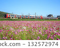 Cosmos field and 813 series train (JR Kyushu) 132572974