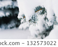 Snow Covered Pine Branches Clinging to Winter Blue Snowy Scene in Quiet Forest 132573022