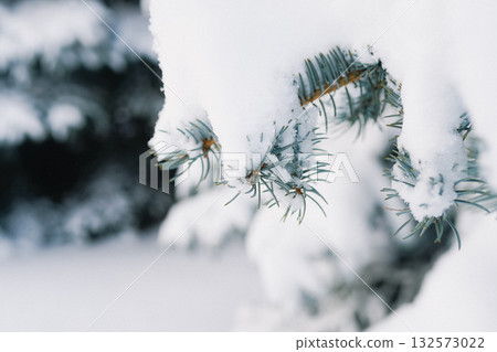 Snow Covered Pine Branches Clinging to Winter Blue Snowy Scene in Quiet Forest 132573022