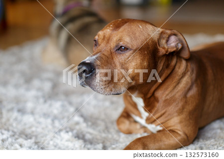 Calm brown dog resting on a soft carpet at home, relaxed indoor pet portrait with shallow depth and warm light. Calm brown dog resting on a soft carpet at home, relaxed indoor pet portrait with shallow depth and warm light. 132573160