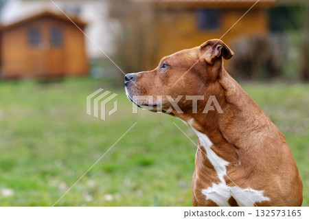 Side profile of a watchful brown mixed breed dog in a backyard, alert family pet outdoors with copy space for lifestyle and security themes. Side profile of a watchful brown mixed breed dog in a backyard, alert family pet outdoors with copy space for lifestyle and security themes. 132573165