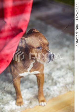 Brown mixed breed dog behind a window at home, waiting for its owner, symbol of loyalty, separation, and indoor life. Brown mixed breed dog behind a window at home, waiting for its owner, symbol of loyalty, separation, and indoor life. 132573166