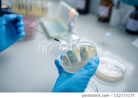 Close view of gloved hands streaking a Petri dish with a sterile loop beside a burner, illustrating aseptic microbiology culture and testing Close view of gloved hands streaking a Petri dish with a sterile loop beside a burner, illustrating aseptic microbiology culture and testing 132573175