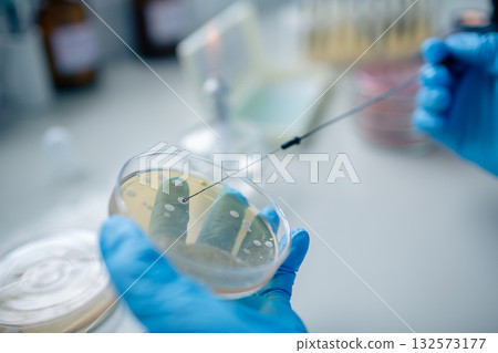 Macro view of aseptic streak technique on agar, showing loop and Petri dish for bacterial research and diagnostics 132573177