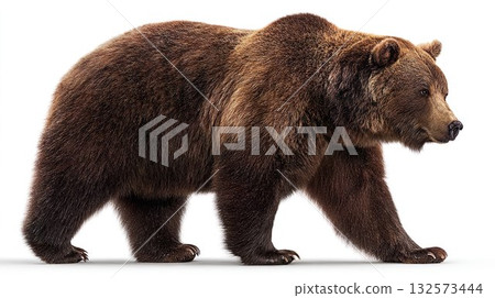 兇猛的棕熊圖片 01 兇猛的棕熊圖片 01 132573444