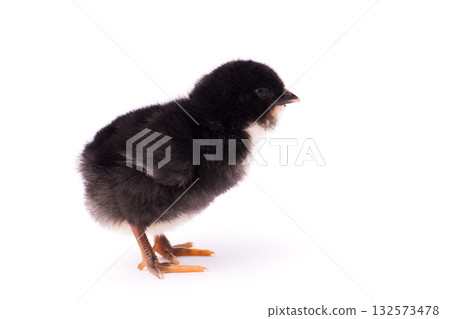 Small black chicken isolated on a white background Small black chicken isolated on a white background 132573478