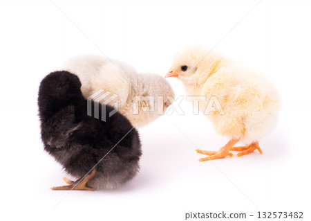 Three small chickens isolated on a white background. Black, white and yellow chickens. Black chicken just sits while white and yellow are looking for some food 132573482