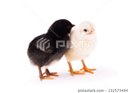 Two small chickens isolated on a white background. Black and white chickens stand together 132573484