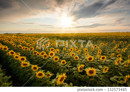 Field of blooming sunflowers against setting sun in the evening 132573485
