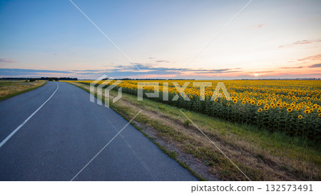 Empty asphalt road stretching out near the sunflower field in the evening 132573491