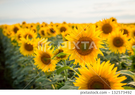 Bright yellow sunflowers blooming in endless field in the evening Bright yellow sunflowers blooming in endless field in the evening 132573492