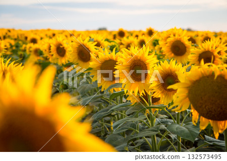 Sunflowers growing in rows in the farmer`s field in summer Sunflowers growing in rows in the farmer`s field in summer 132573495