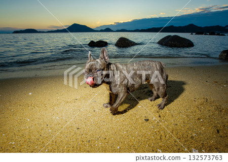Dog walking on the beach 132573763